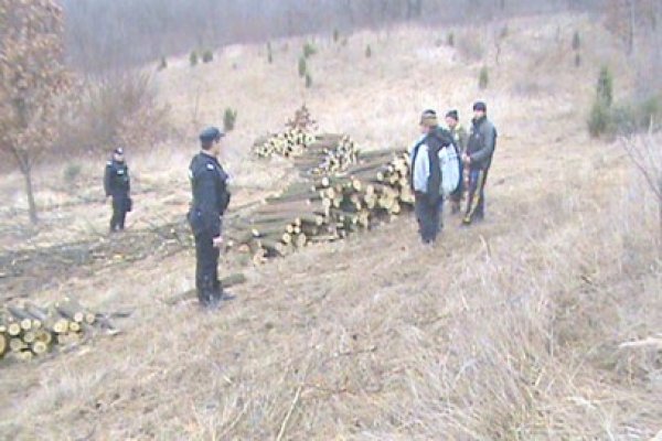 Au tăiat salcâmii de pe DN 22 A